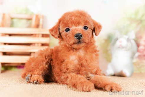 成約済の茨城県のタイニープードル-290684の3枚目