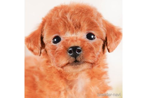 成約済の茨城県のタイニープードル-290684の1枚目