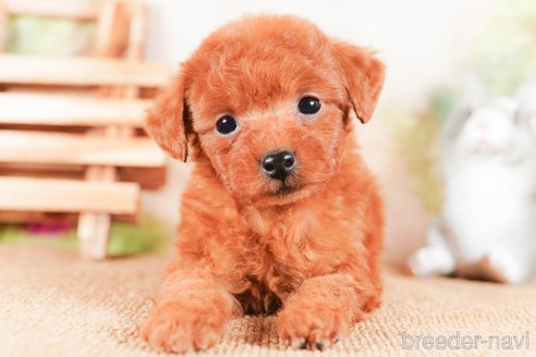 成約済の茨城県のタイニープードル-290684の4枚目