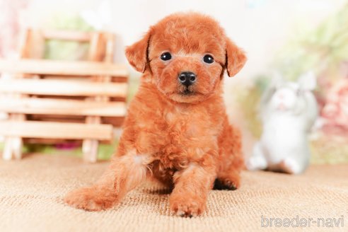 成約済の茨城県のタイニープードル-290684の5枚目