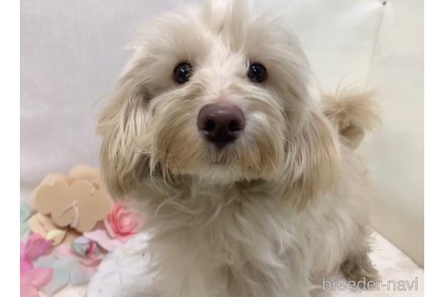 成約済の東京都のミックス犬-246608の2枚目