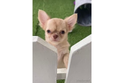 成約済の福岡県のチワワ(ロングコート)-281198の3枚目