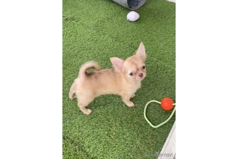 成約済の福岡県のチワワ(ロングコート)-281198の4枚目