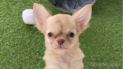 成約済の福岡県のチワワ(ロングコート)-281198の1枚目