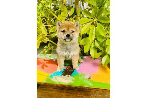 成約済の千葉県の豆柴-289353の6枚目