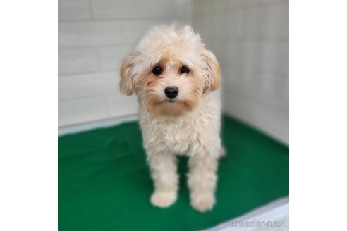 成約済の茨城県のミックス犬-261643の4枚目