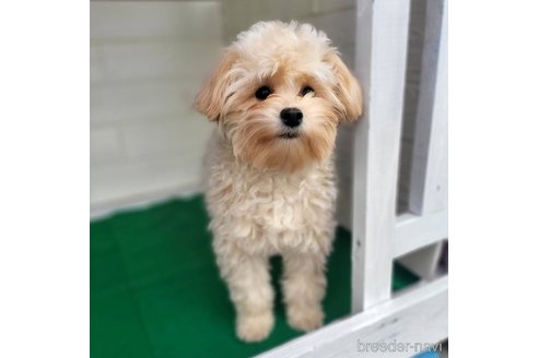 成約済の茨城県のミックス犬-261643の1枚目