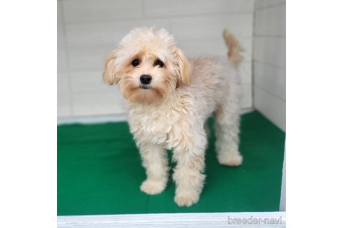 成約済の茨城県のミックス犬-261643の3枚目