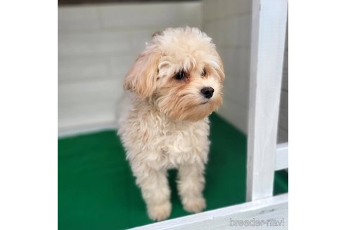 成約済の茨城県のミックス犬-261643の2枚目