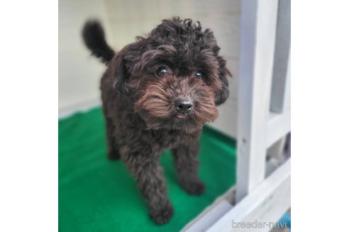 成約済の茨城県のミックス犬-261641の7枚目