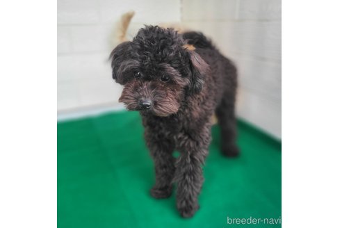 成約済の茨城県のミックス犬-261641の10枚目