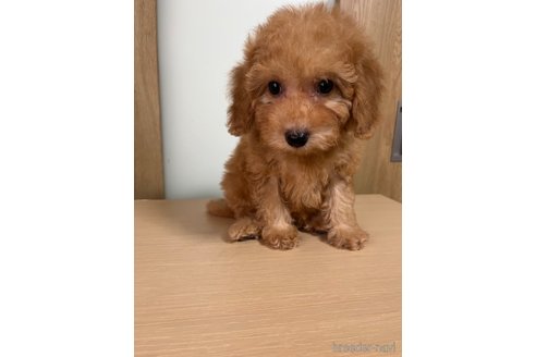 販売中の埼玉県のミックス犬-286396の25枚目