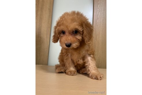 成約済の埼玉県のミックス犬-286396の24枚目