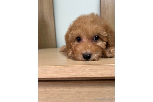 成約済の埼玉県のミックス犬-286396の20枚目
