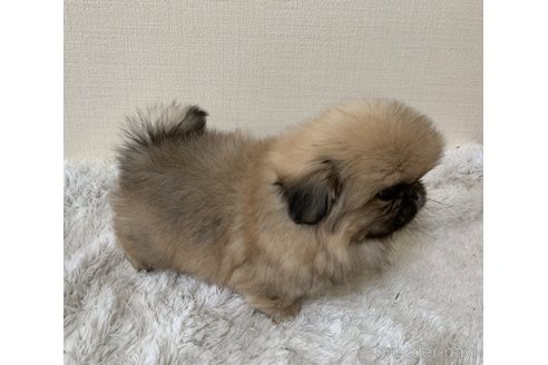 成約済の大分県のペキニーズ-286874の2枚目