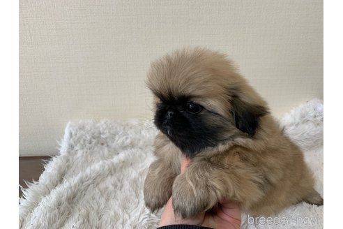 成約済の大分県のペキニーズ-286880の6枚目