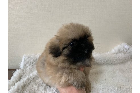 成約済の大分県のペキニーズ-286880の4枚目