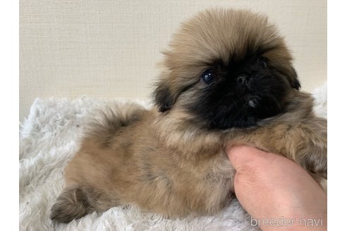 成約済の大分県のペキニーズ-286880の2枚目