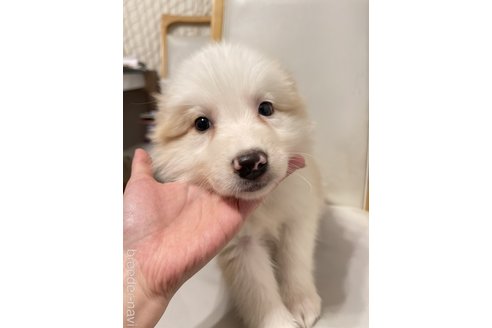 成約済の愛知県のボーダーコリー-290199の3枚目