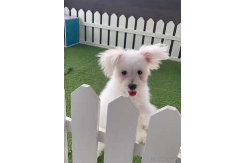 成約済の福岡県のポメマル:ポメラニアン×マルチーズ-274079の2枚目