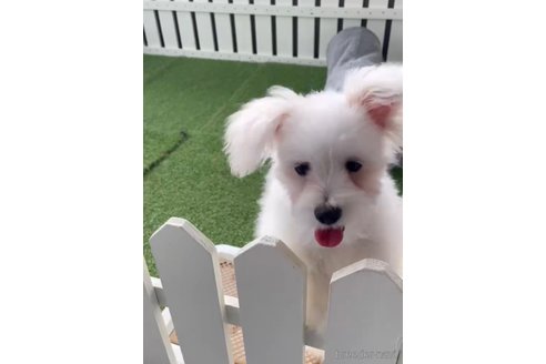 成約済の福岡県のポメマル:ポメラニアン×マルチーズ-274079の3枚目