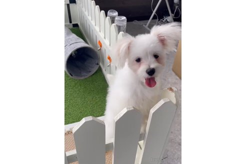 成約済の福岡県のポメマル:ポメラニアン×マルチーズ-274079の4枚目