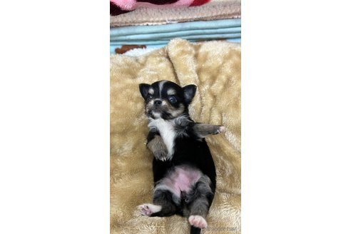 成約済の愛知県のチワワ(ロングコート)-290848の9枚目
