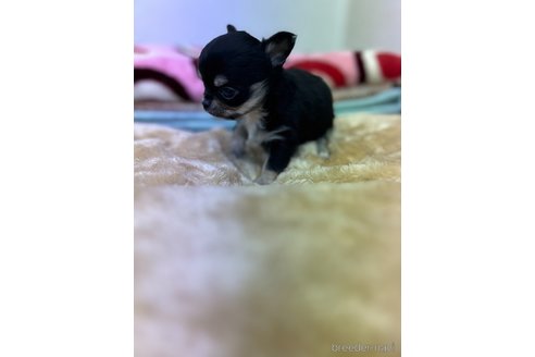 成約済の愛知県のチワワ(ロングコート)-290850の5枚目