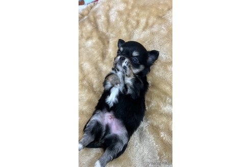 成約済の愛知県のチワワ(ロングコート)-290851の8枚目