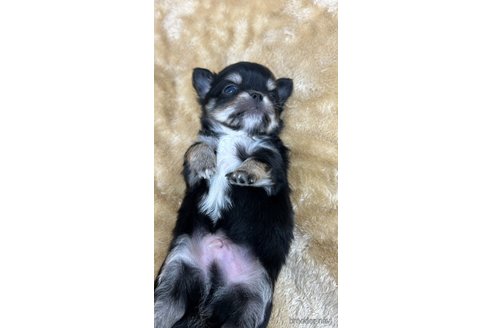 成約済の愛知県のチワワ(ロングコート)-290851の9枚目