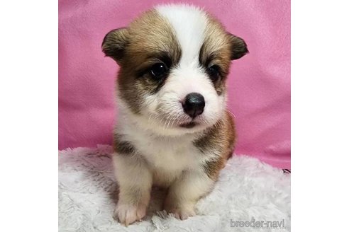 子犬