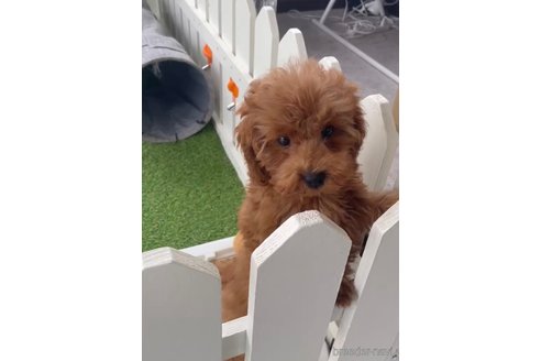 成約済の福岡県のトイプードル-283275の5枚目