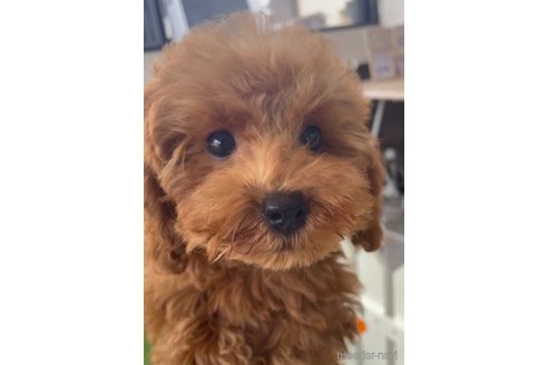 成約済の福岡県のトイプードル-283275の2枚目