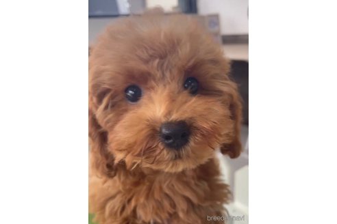 成約済の福岡県のトイプードル-283275の3枚目