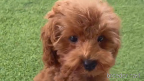 成約済の福岡県のトイプードル-283275の1枚目