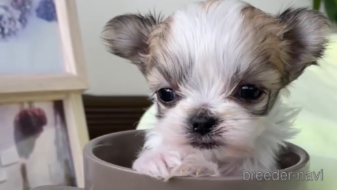 成約済の福岡県のチワマル:チワワ×マルチーズ-290913の5枚目