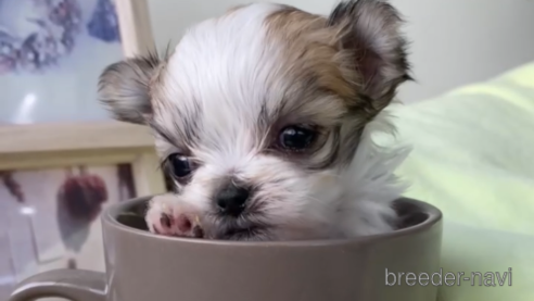 成約済の福岡県のチワマル:チワワ×マルチーズ-290913