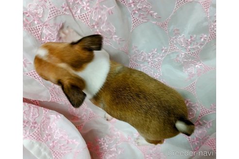 成約済の千葉県のチワワ(スムースコート)-284316の103枚目