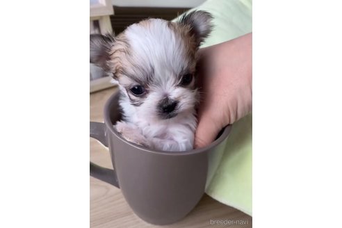 成約済の福岡県のチワマル:チワワ×マルチーズ-290913の2枚目