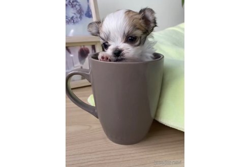 成約済の福岡県のチワマル:チワワ×マルチーズ-290913の3枚目