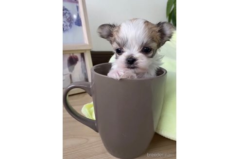 成約済の福岡県のチワマル:チワワ×マルチーズ-290913の4枚目