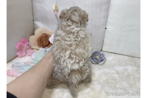 成約済の東京都のチワプー:チワワ×トイプードル-289759の5枚目