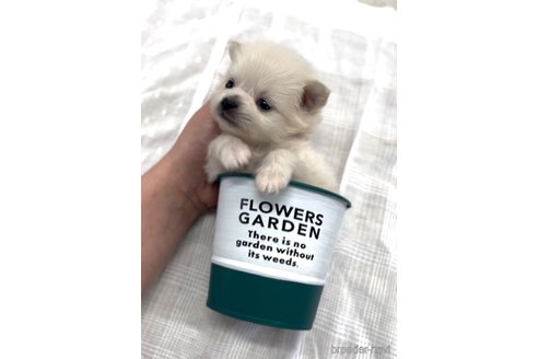 成約済の福岡県のポメラニアン-290917の12枚目