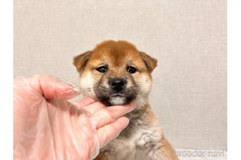 成約済の大阪府の柴犬-290926の5枚目