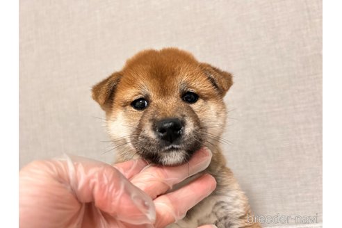 成約済の大阪府の柴犬-290926の3枚目