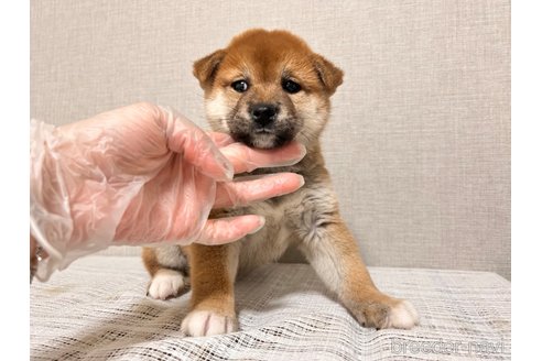 成約済の大阪府の柴犬-290926の8枚目