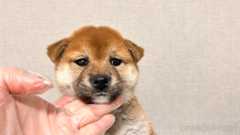 成約済の大阪府の柴犬-290926の1枚目