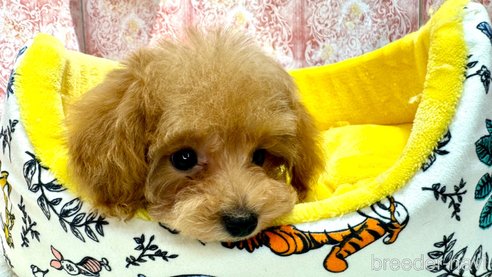 成約済の埼玉県のタイニープードル-283272の2枚目