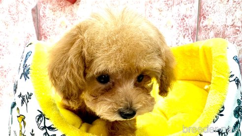 成約済の埼玉県のタイニープードル-283272の4枚目