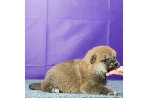 成約済の愛知県の柴犬-290950の10枚目